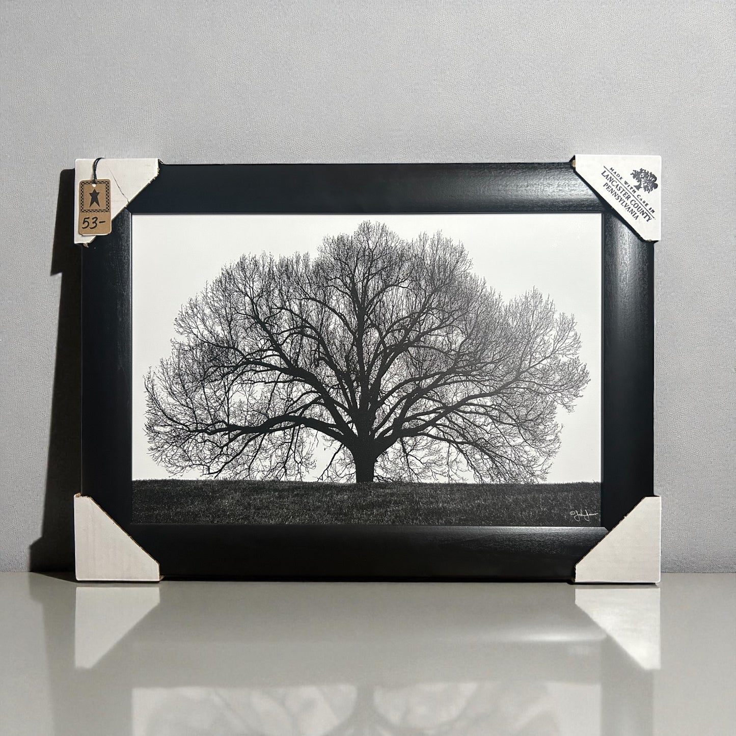 Tree of Life Picture