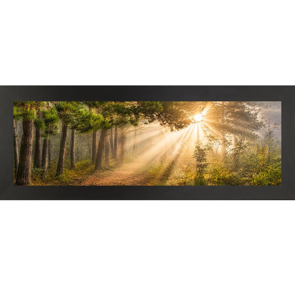 Forest Light Rays Wall Art – Panoramic Pine Sunlight Art