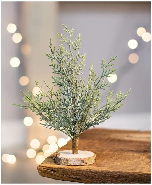 Frosted cypress